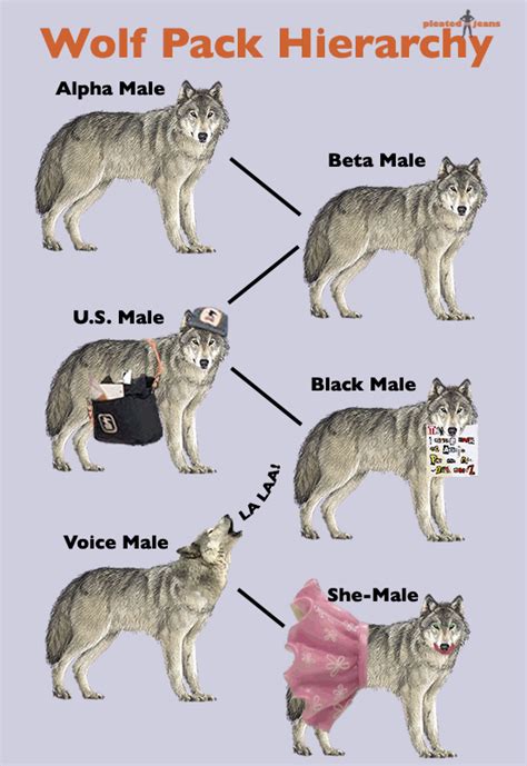 wolf beta,alpha wolf ranks